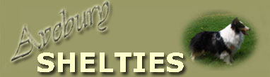 Avebury Shelties, breeder of Shelties, Ontario