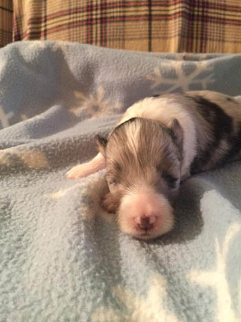 blue girl sheltie puppy