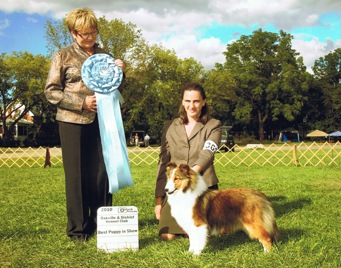 Avebury Sheltie, Maggie, finished CKC Show Champion