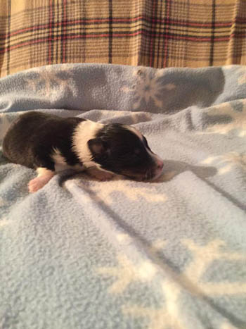 tri boy sheltie puppy