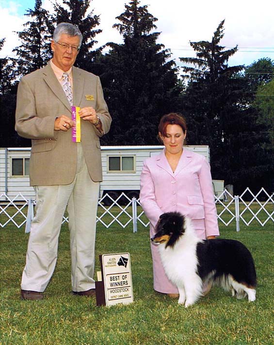 Veronica, another Avebury Sheltie, now a Show Champion