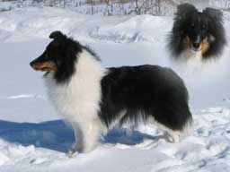 Veronica, Avebury Sheltie
